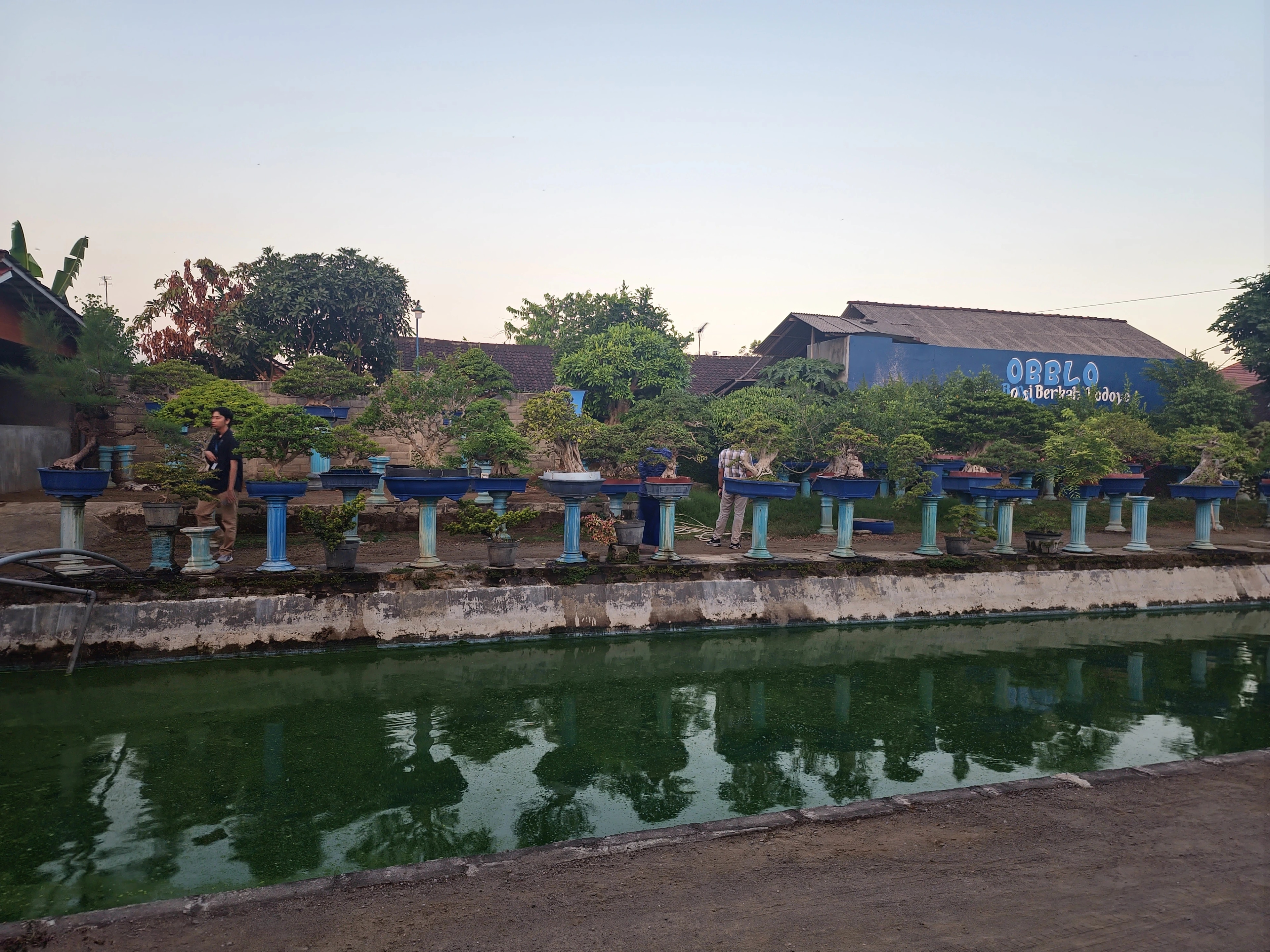 Foto Omah Bonsai (OBBLO)
