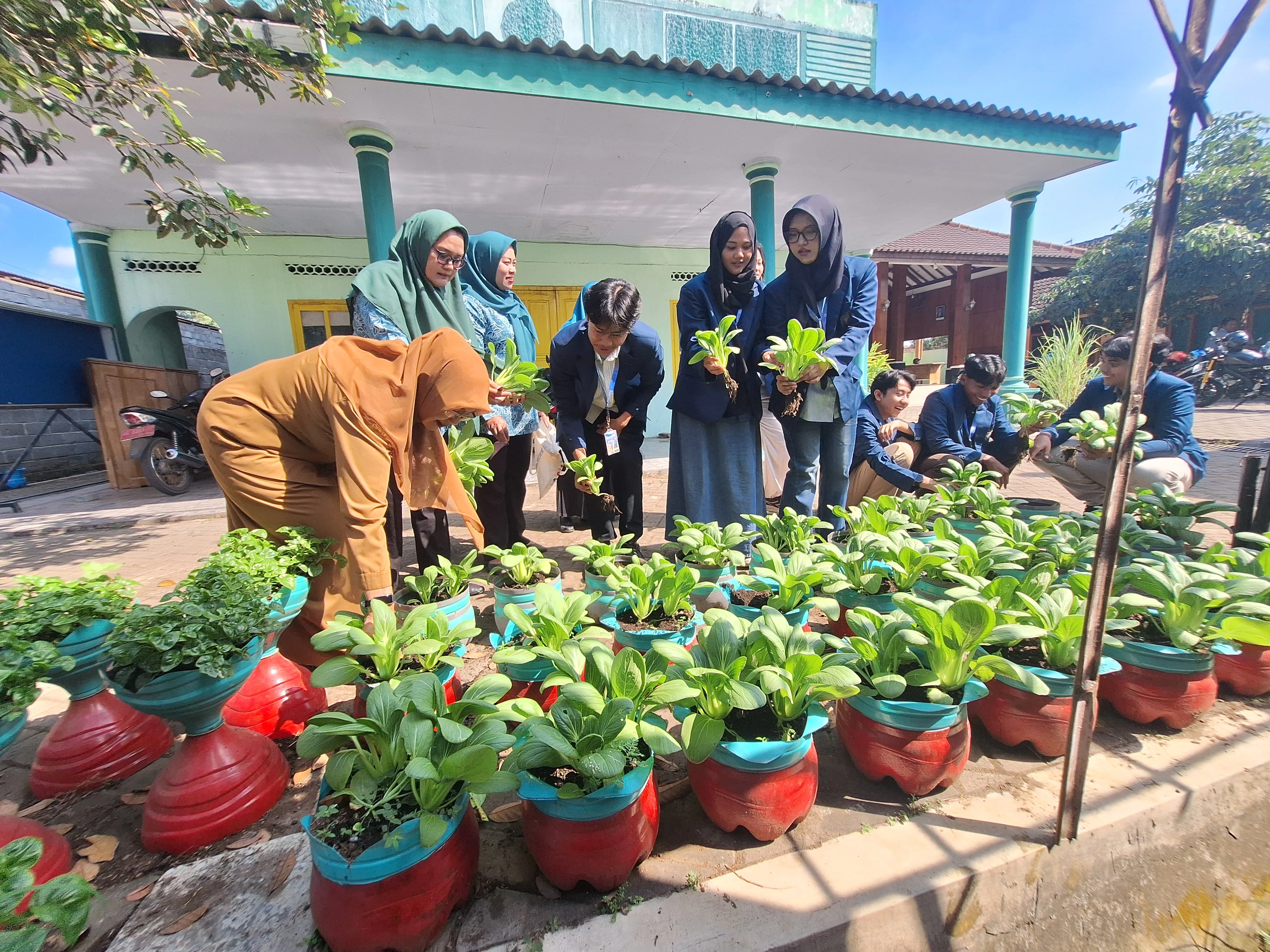 Foto Panen Pakcoy di Kelurahan