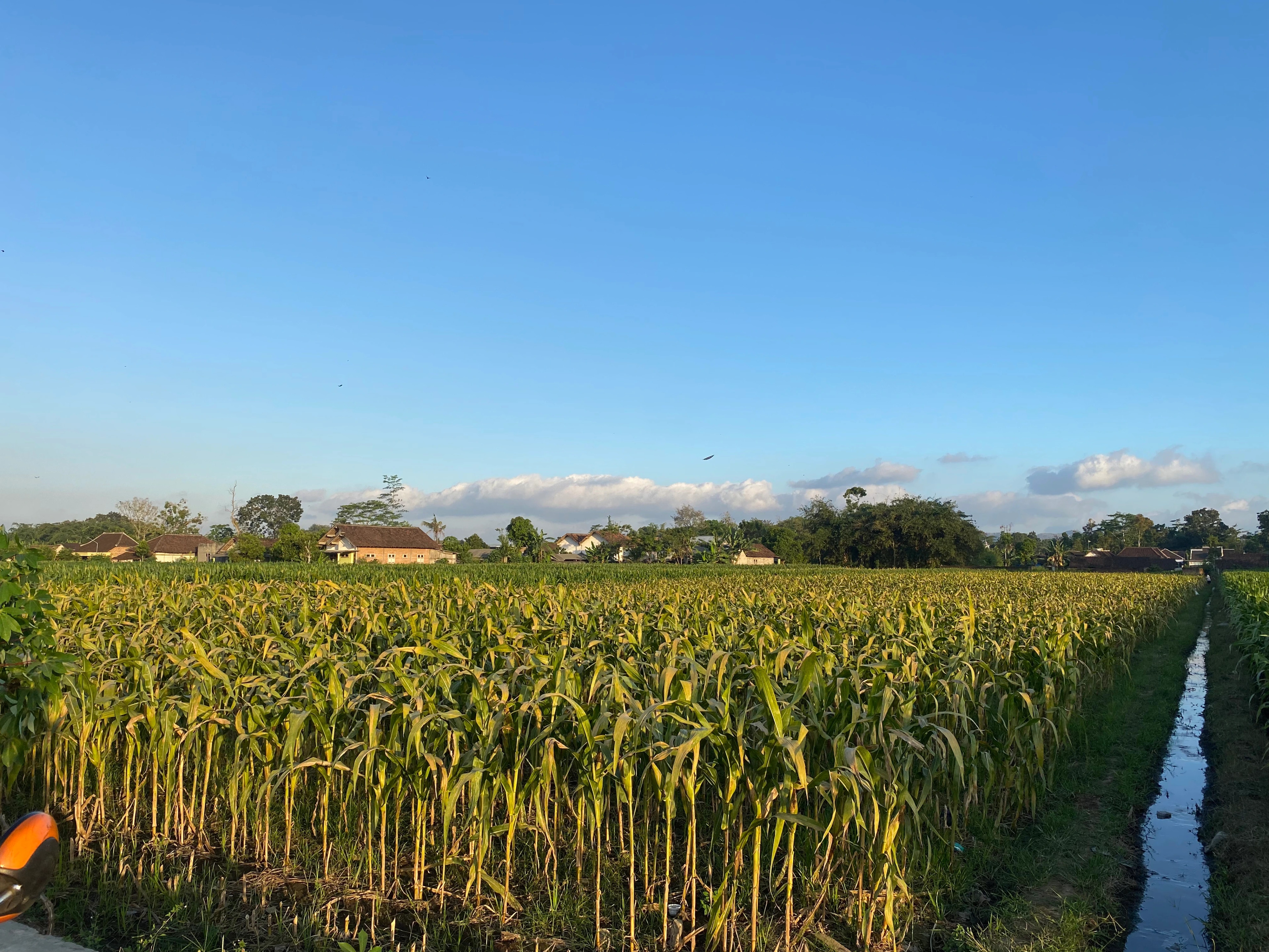 Foto Persawahan Kelurahan Jingglong