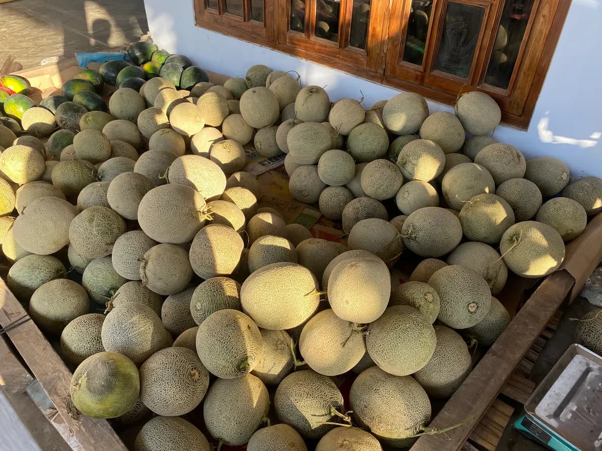 Sumber Melon